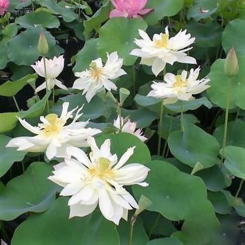 Elegance Lotus (Bare Root)