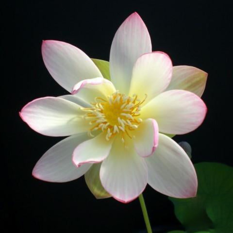 Embolene Lotus (Bare Root)