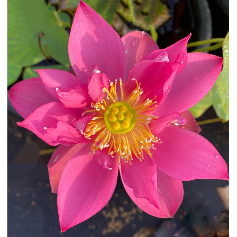 Fire Red - Tiny Red Firepower Lotus (Bare Root)