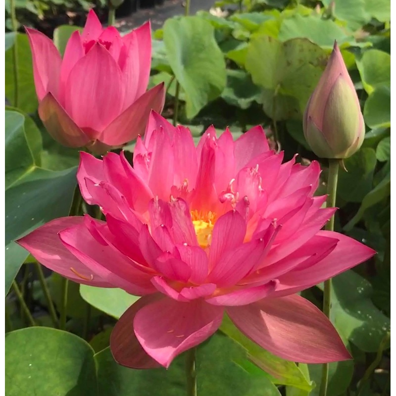 Flame 14 Lotus (Bare Root)