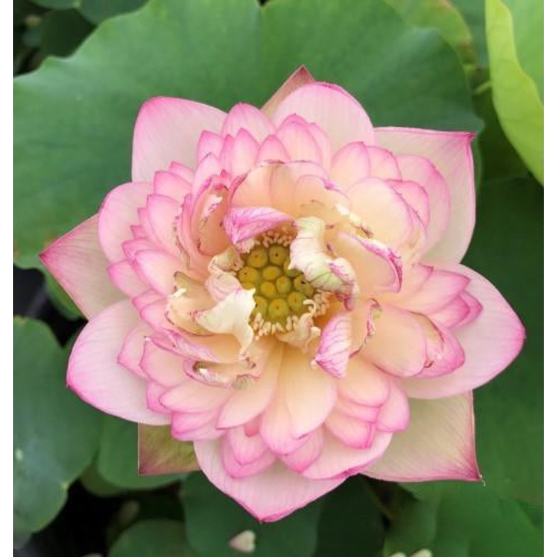 Flowing Cloud Lotus (Bare Root)