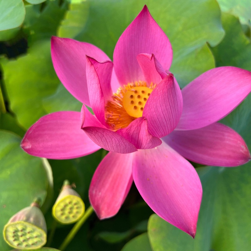 Friend Red Lotus (Bare Root)