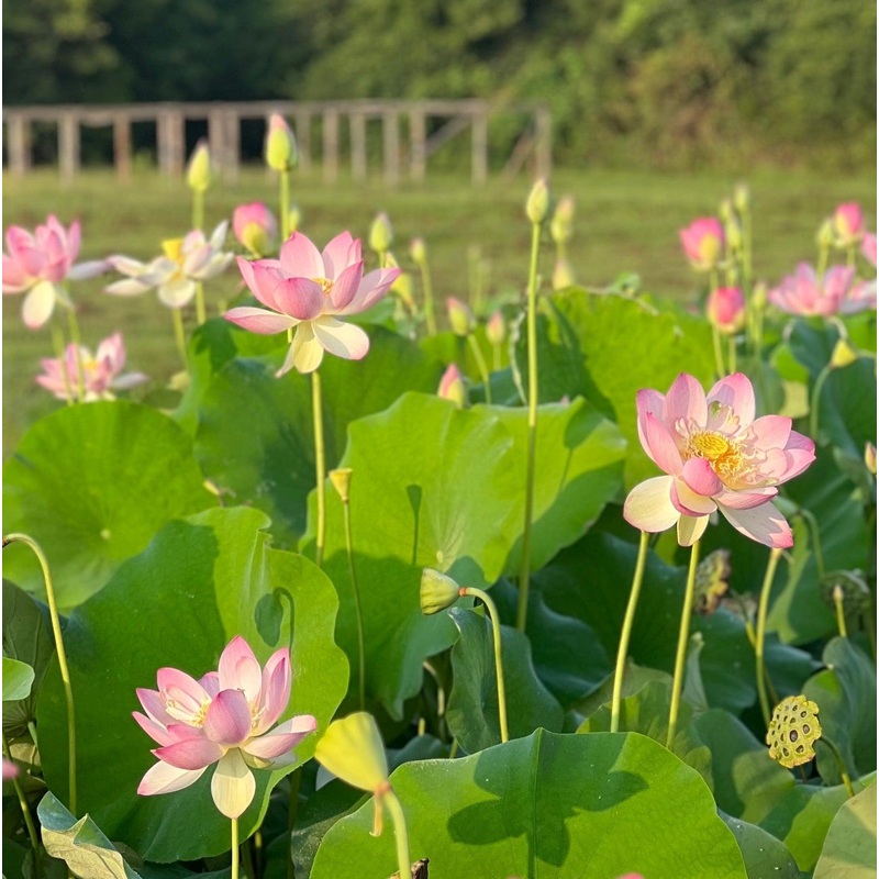 Friendship of Supervisor & Student Lotus (Bare Root)