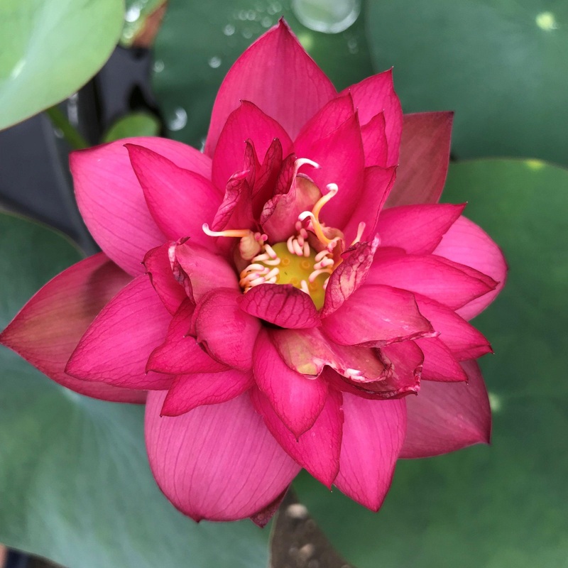 Glory Lotus (Bare Root)