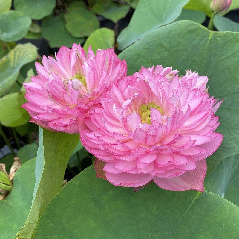 Glowing Queen Lotus (Bare Root)