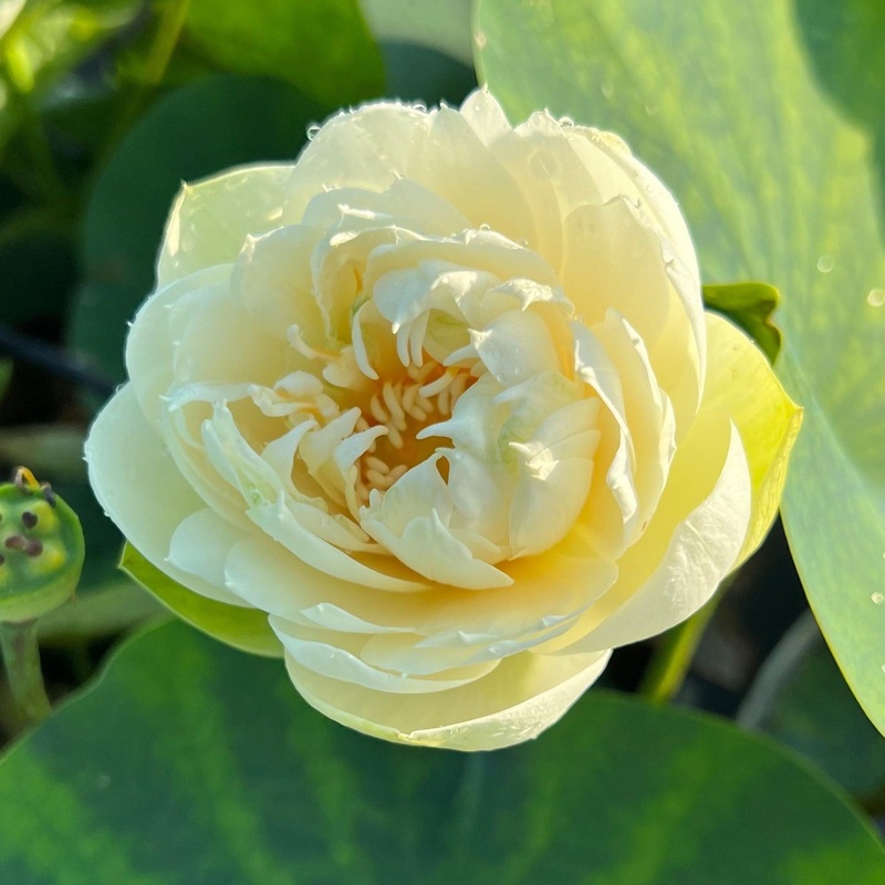 Gold & Resplendence Lotus (Bare Root)