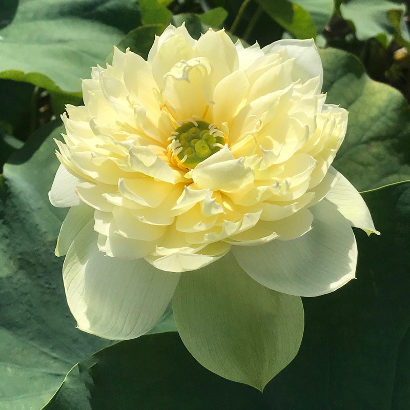 Golden Apple Lotus (Bare Root)