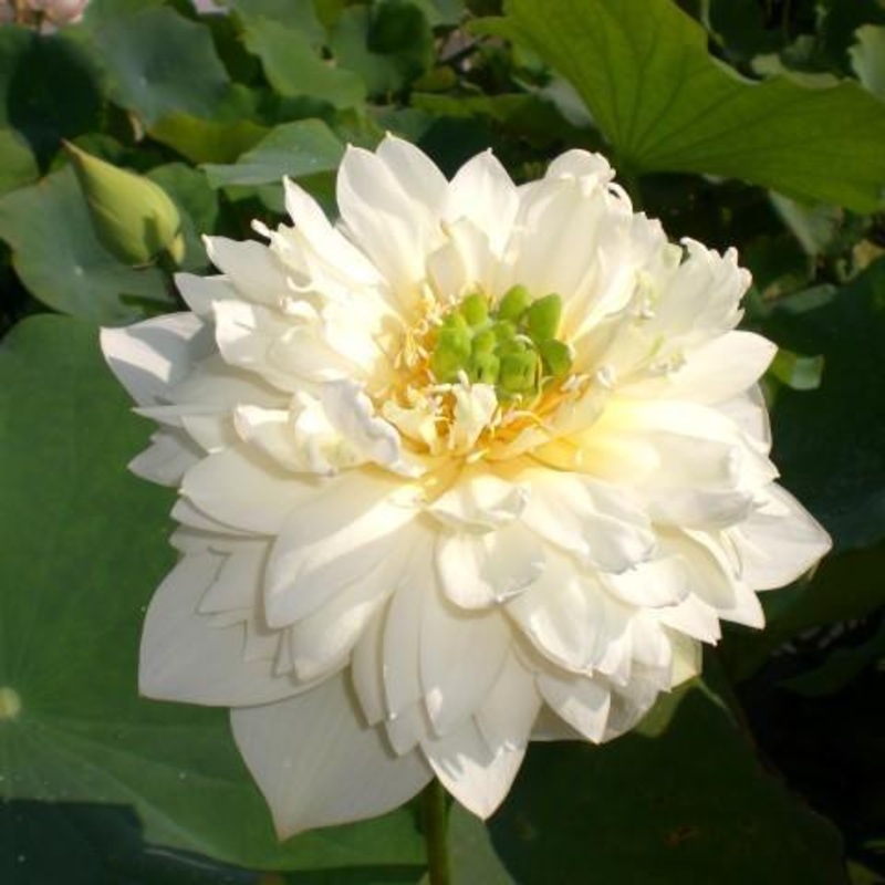 Golden Autumn Lotus (Bare Root)