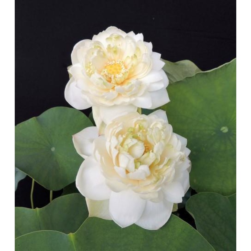 Golden Horse in Jade Palace Lotus (Bare Root)