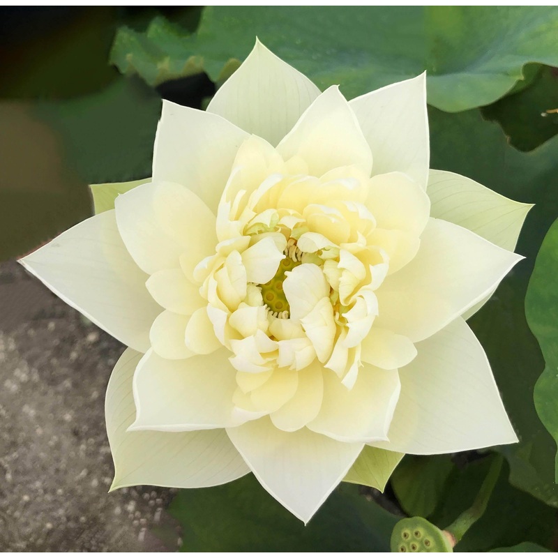 Golden Phoenix - Lovely Yellow Lotus (Bare Root)
