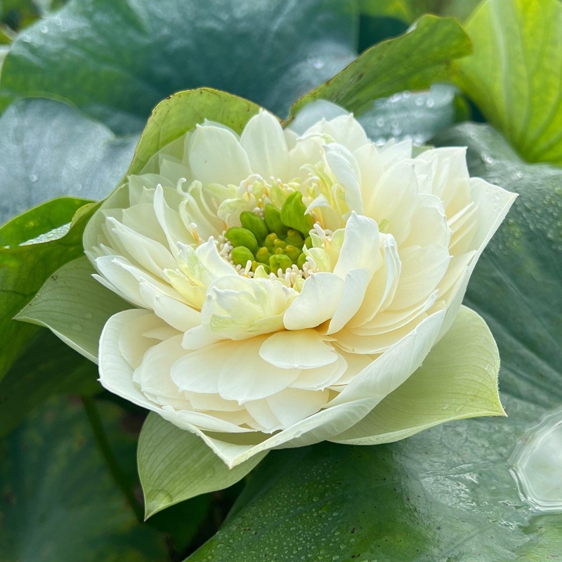 Green Clouds Lotus (Bare Root)