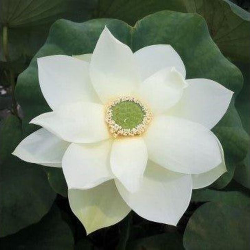 Green Star Lotus (Bare Root)