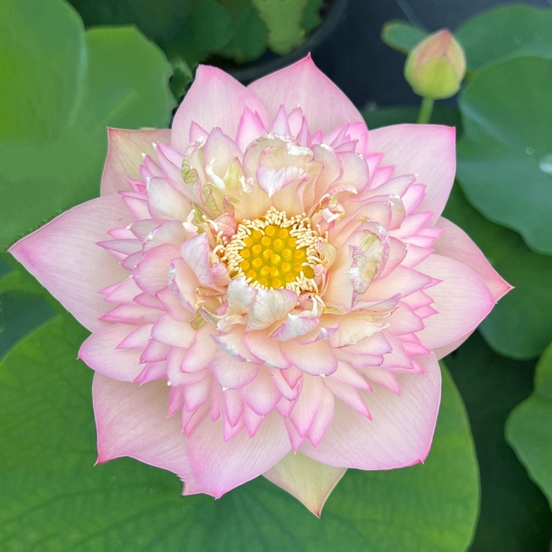 Happy Children -A Blush of Green Lotus (Bare Root)