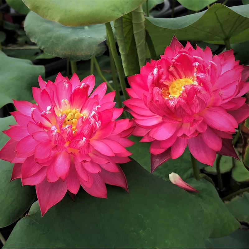Happy Eyes Lotus (Bare Root)