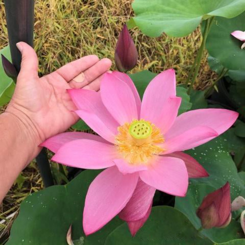 Heartthrob Lotus (Bare Root)