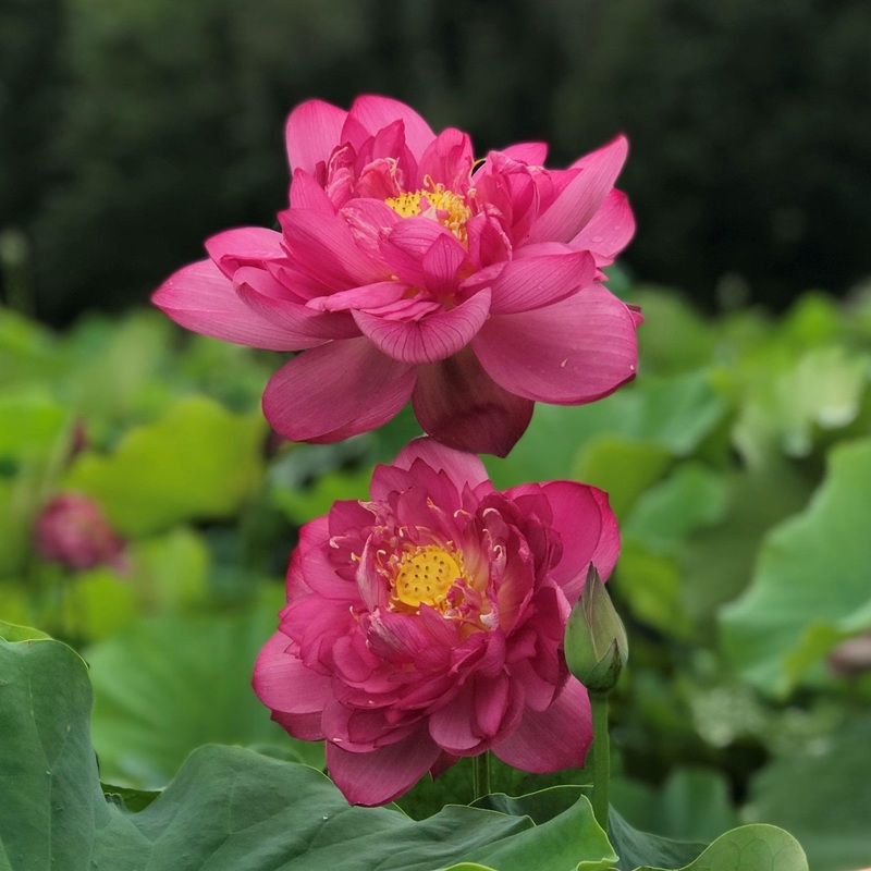 Heavens To Betsy - Sizzling Red Lotus (Bare Root)