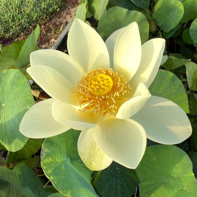 High Noon Lotus (Bare Root)