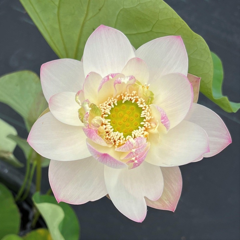 Highest Virtue Lotus (Bare Root)