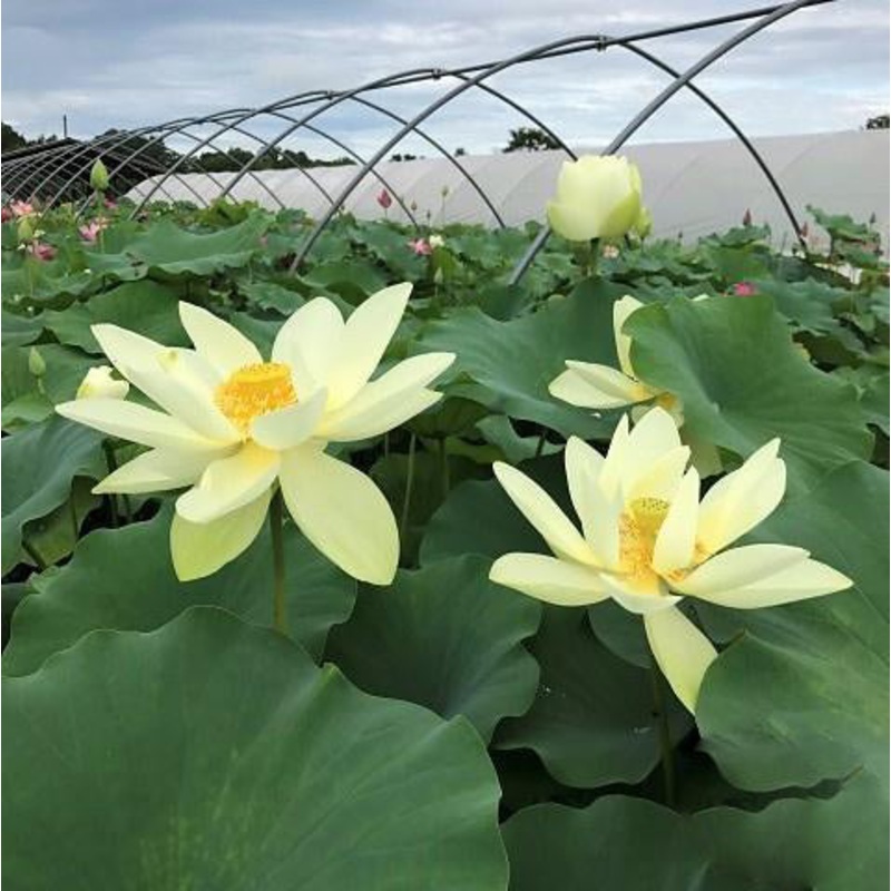 Hindu Sacred White Lotus (Bare Root)