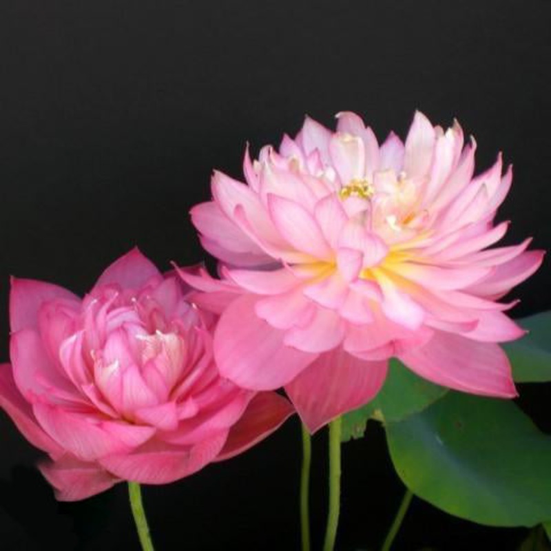 Holy Fire - Never Fails Lotus (Bare Root)