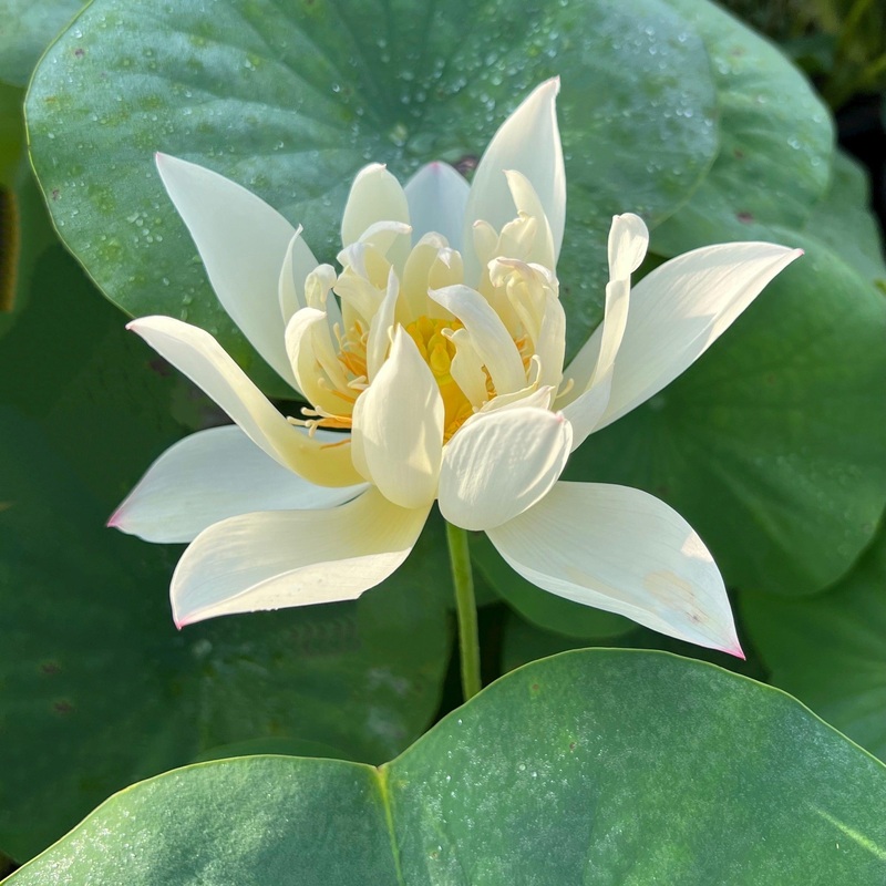 Hope - A Whimsical Little Lotus (Bare Root)