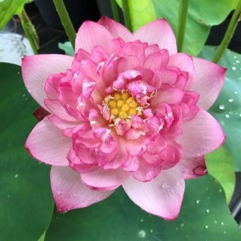 Hurricane - Beauty Blowing Through Lotus (Bare Root)