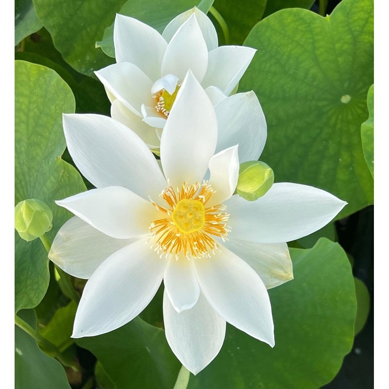 Immaculate - Lovely Pure White Lotus (Bare Root)