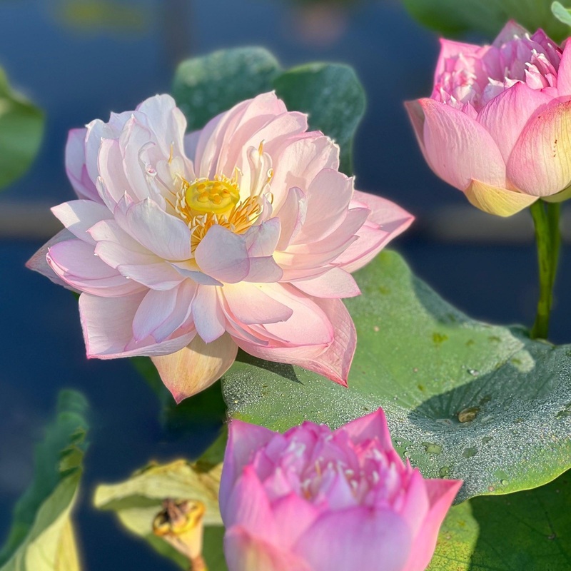 Imperial Concubine Out Of Bath Lotus (Bare Root)