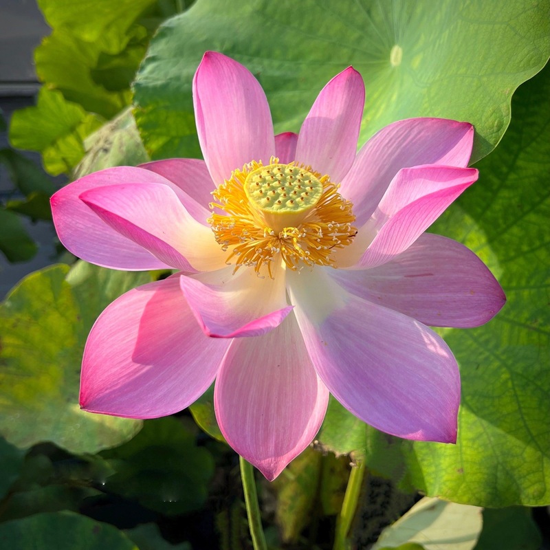 Inspiration Lotus (Bare Root)