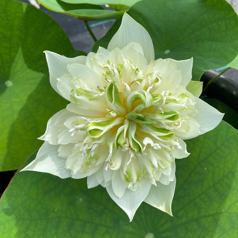 Jade Cloud - A Spinning Star Lotus (Bare Root)
