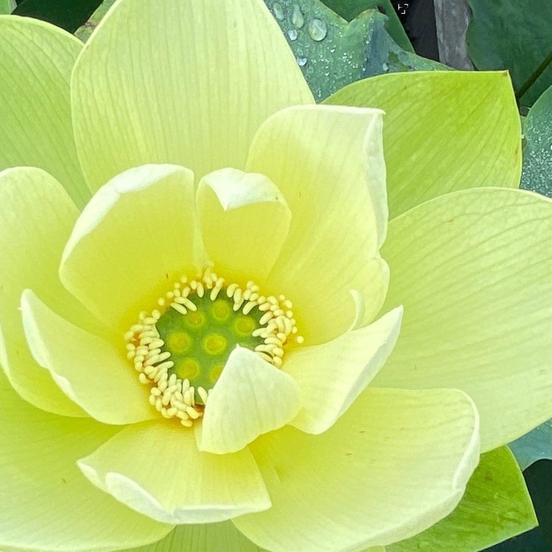 Jade in Jinling Lotus (Bare Root)