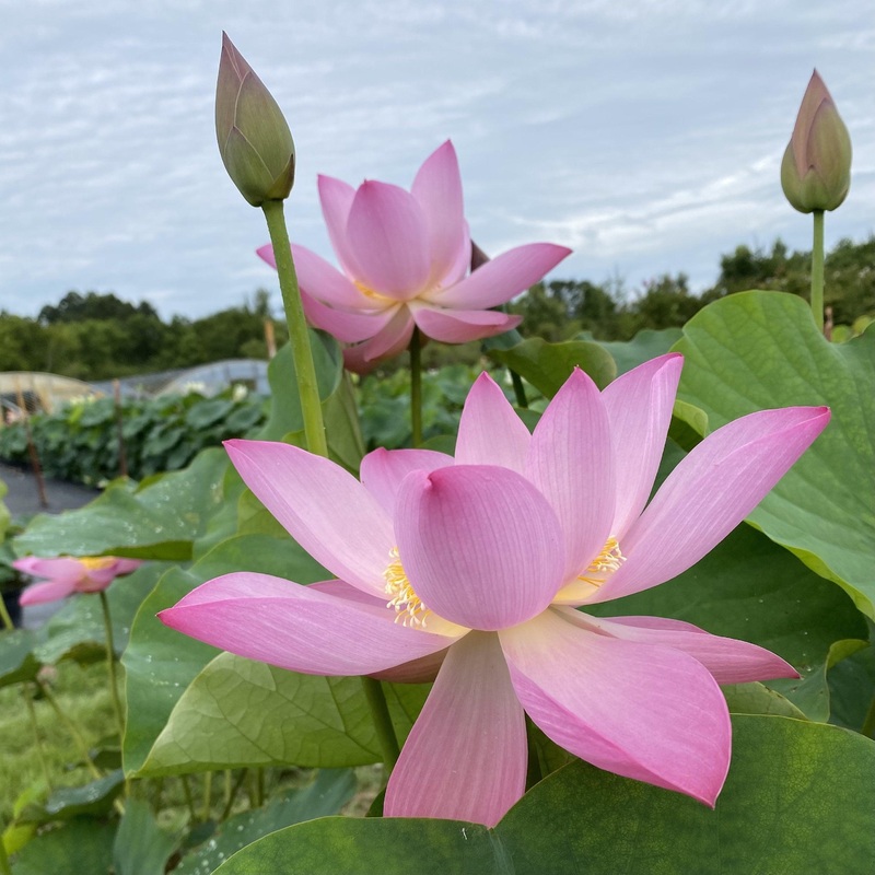 Jeannie's Smile - Our Happy Flower Lotus (Bare Root)