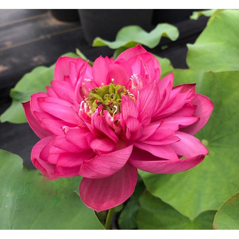 Jewel Flower - The Gem of the Garden Lotus (Bare Root)