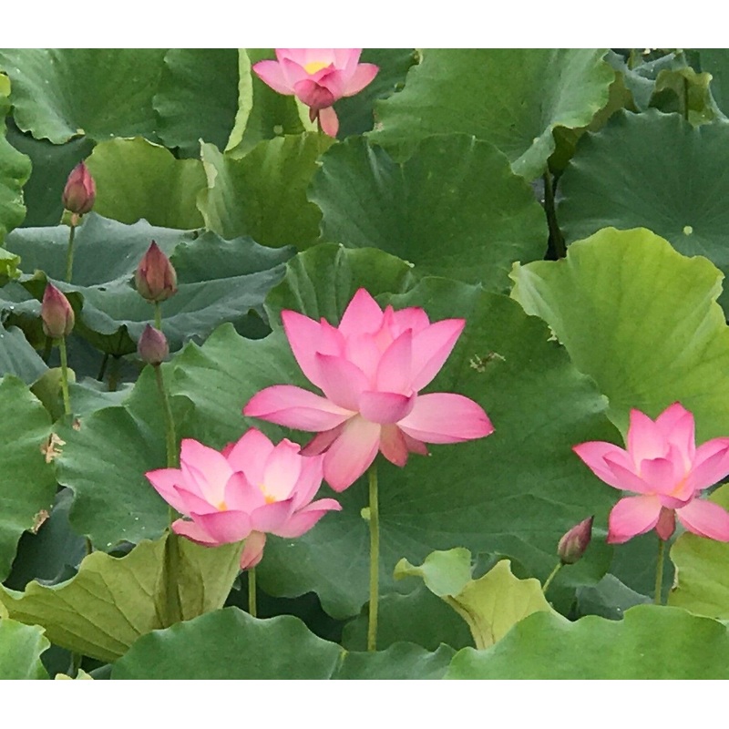 Jianxuan 17 Lotus (Bare Root)