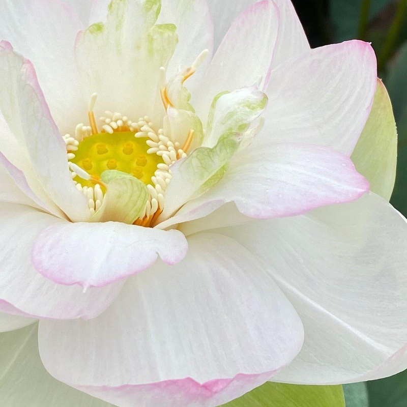 Jillian, Neshama Sheli - My Heart Lotus (Bare Root)