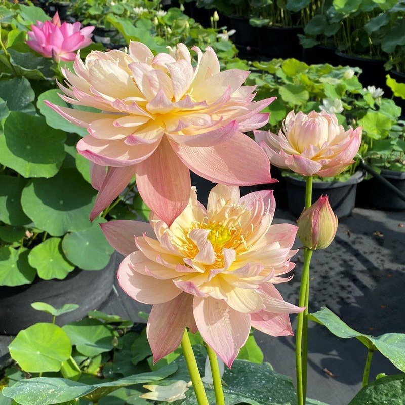Jin Se  - Luminous Color Lotus (Bare Root)