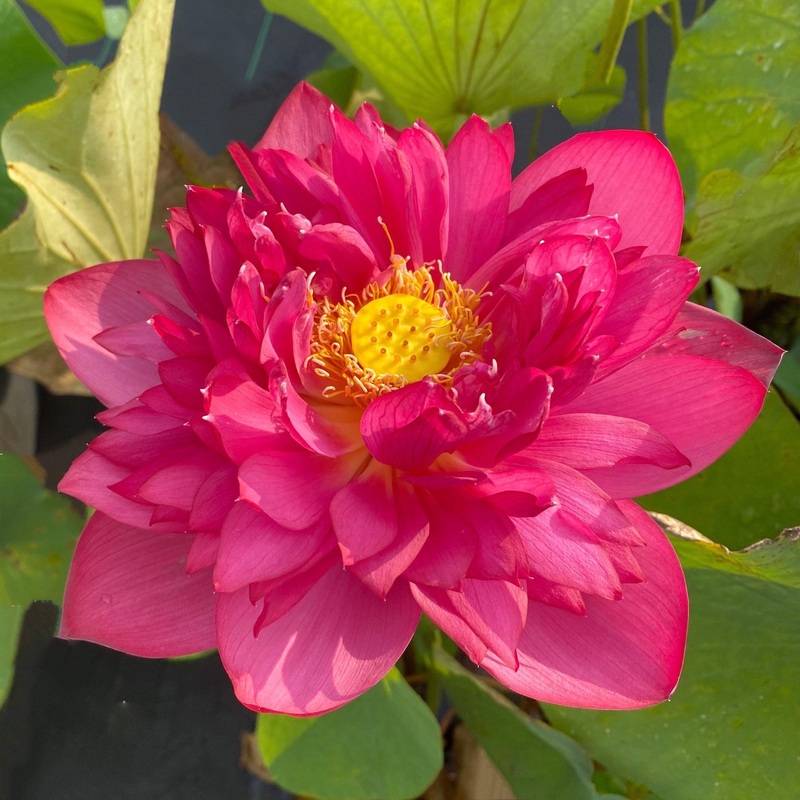 Jing Gang Shen Lotus (Bare Root)