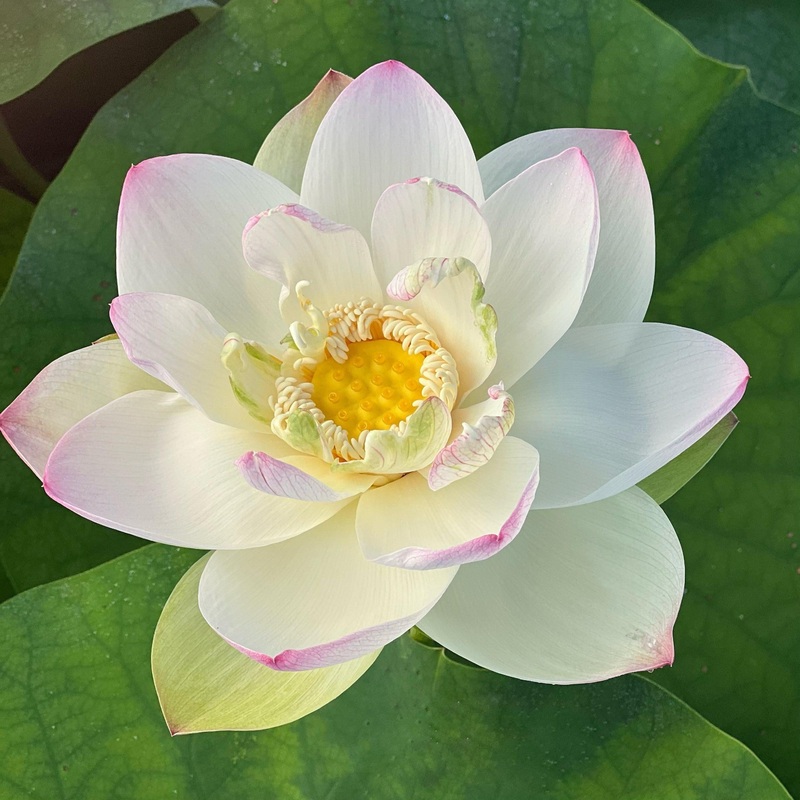 Ken's Dream Lotus (Bare Root)