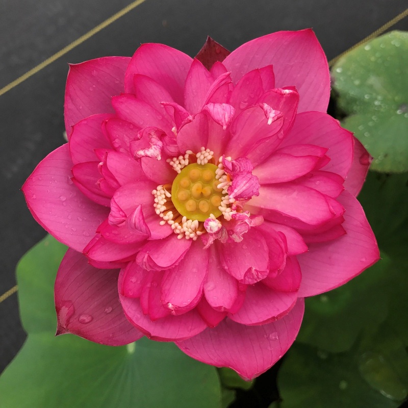 Lady Bingley - World Famous Bloomer Lotus (Bare Root)