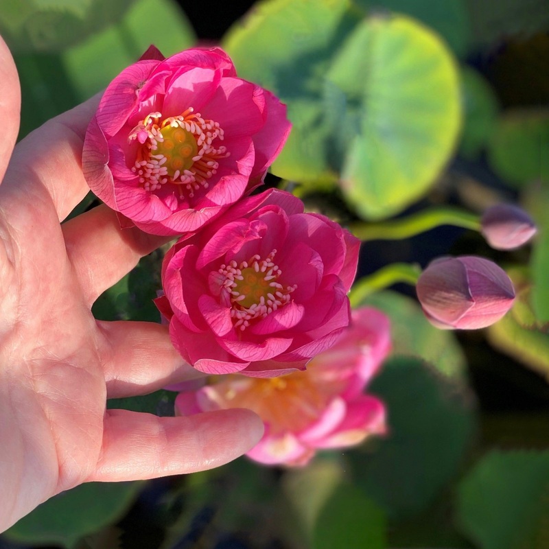 Lady Bug - Mini - Endless Flowers Lotus (Bare Root)