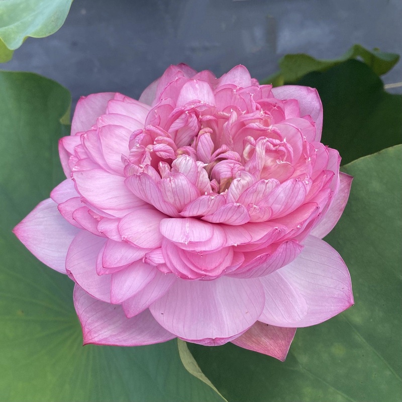 Lanceolate Pink Lotus (Bare Root)