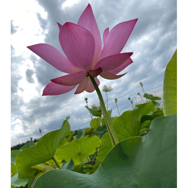 Lavender Lady - A Majestic Lady Lotus (Bare Root)