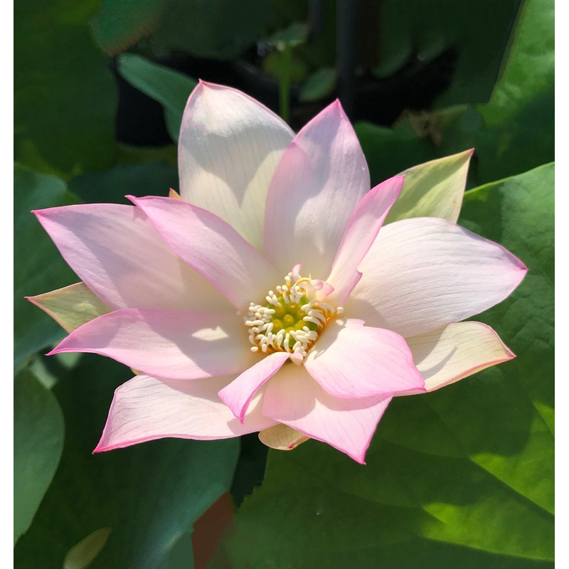 Light of Yaochi - Classic Beauty Lotus (Bare Root)