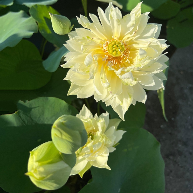 Like Yellow Antelope Lotus (Bare Root)