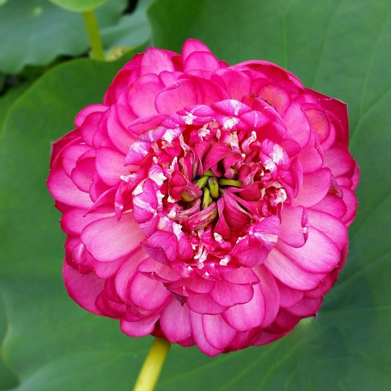 Lips Red Lotus (Bare Root)