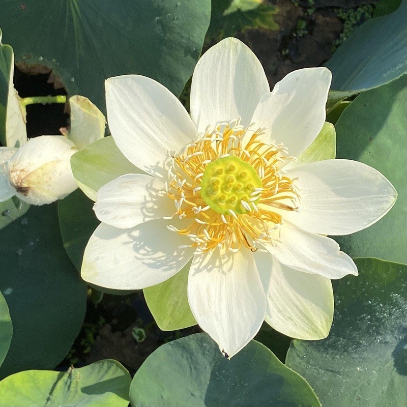 Little Antelope Lotus (Bare Root)