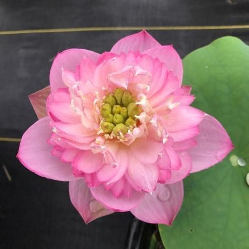 Little Dancing Empress - Delicate Pink Lotus (Bare Root)