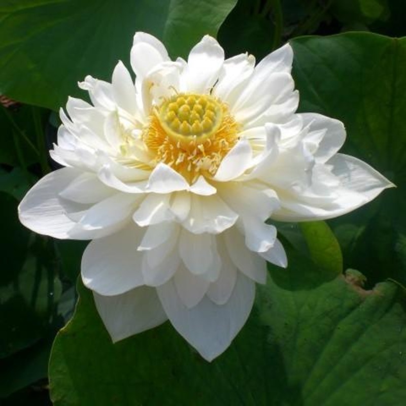 Little Green House Lotus (Bare Root)