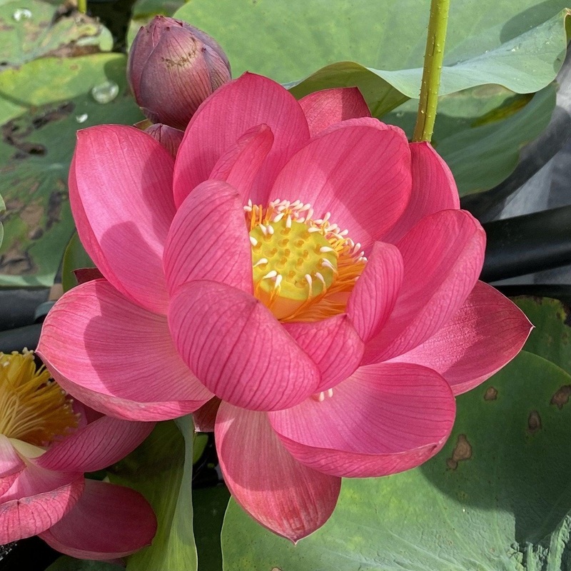 Little Longevity Star Lotus (Bare Root)