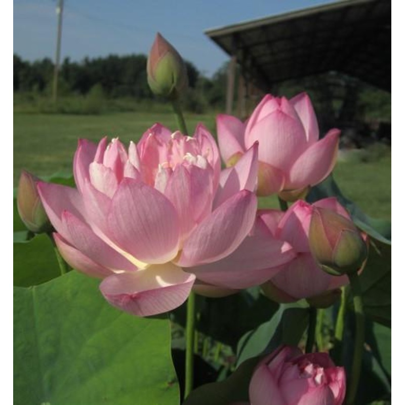Little Pink Beauty Lotus (Bare Root)